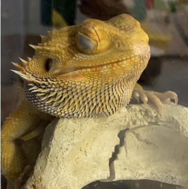 How to Care for a Bearded Dragon? – REPTI ZOO