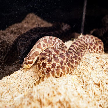 How To Care For Hognose Snake? Care Sheet – REPTI ZOO