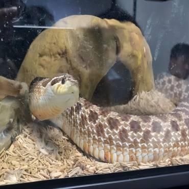 How To Choose A Snake Enclosure? – REPTI ZOO