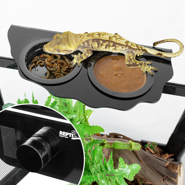 Magnetic reptile feeding fashion ledge