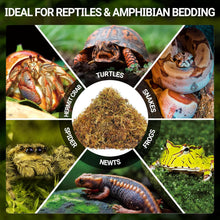 Load image into Gallery viewer, REPTI ZOO 7OZ Sphagnum Moss for Reptiles, 200g Natural Moss Substrate for Reptile & Amphibian | Terrarium Tank Forest Moss Bedding for Snakes, Turtles, Frog, Hermit Crab