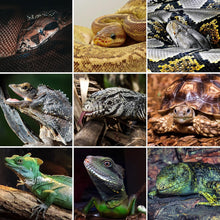 Load image into Gallery viewer, 120 Gallon PVC Reptile Enclosure, 48x24x24inch Extra Large Reptile Habitat for Reptile Pets