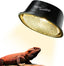 Bearded dragon basking under a reptile heat lamp with safety mesh cover