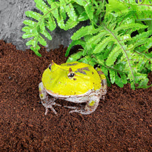 Load image into Gallery viewer, REPTI ZOO 100% Organic Reptiles Coconut Fiber Substrate 72 Quart