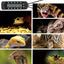 Digital Thermometer Hygrometer Temperature Controller for Reptile Tank, Waterproof Reptile Timer with Thermostat Controller Lighting (THC15) - REPTI ZOO