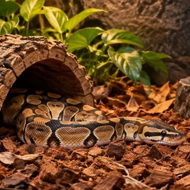Best Substrate for Ball Pythons: Types, Depth & Setup Guide