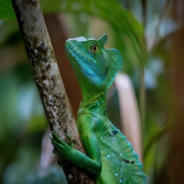 Explore the World of Chameleon Cages: Which is the Best For Your Pet? - REPTI ZOO