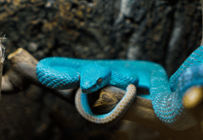 Do your snakes have feelings? - REPTI ZOO