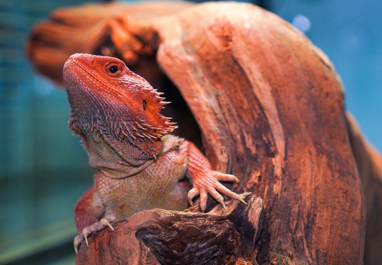 How to Choose the Best Bearded Dragon Tank? - REPTI ZOO