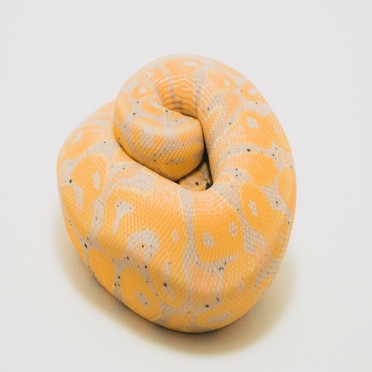 Albino ball python curled up on a white background, showing yellow and white scales.