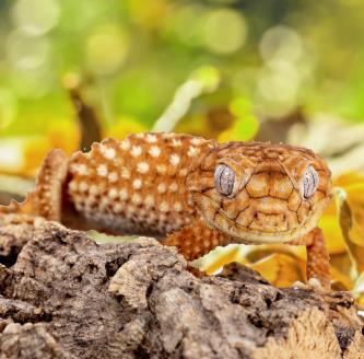 Leopard Gecko Tank Set Up - What You Need to Know! - REPTI ZOO