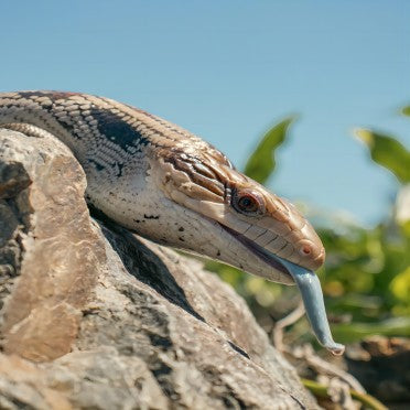 Blue tongue skink lizard basking on rock in natural sunlight outdoors