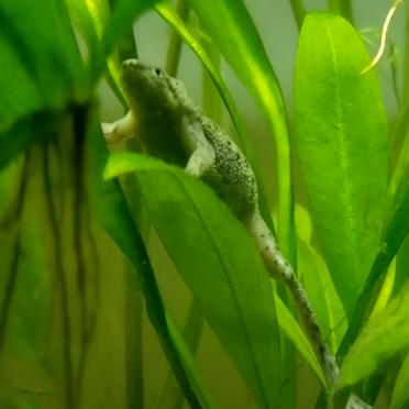 Small aquatic frog climbing green terrarium plants, suitable for reptile enclosure setup