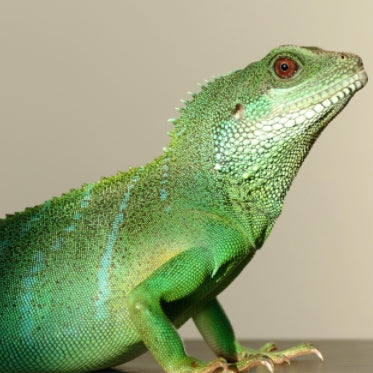 Green Chinese water dragon lizard in a reptile terrarium under warm light