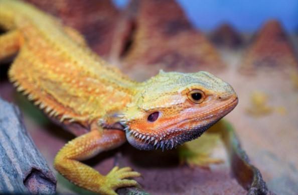 Baby Bearded Dragon Care: Beginner Care Guide 2023 - REPTI ZOO