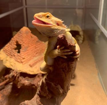 Why Bearded Dragon Sitting With Mouth Open? - REPTI ZOO