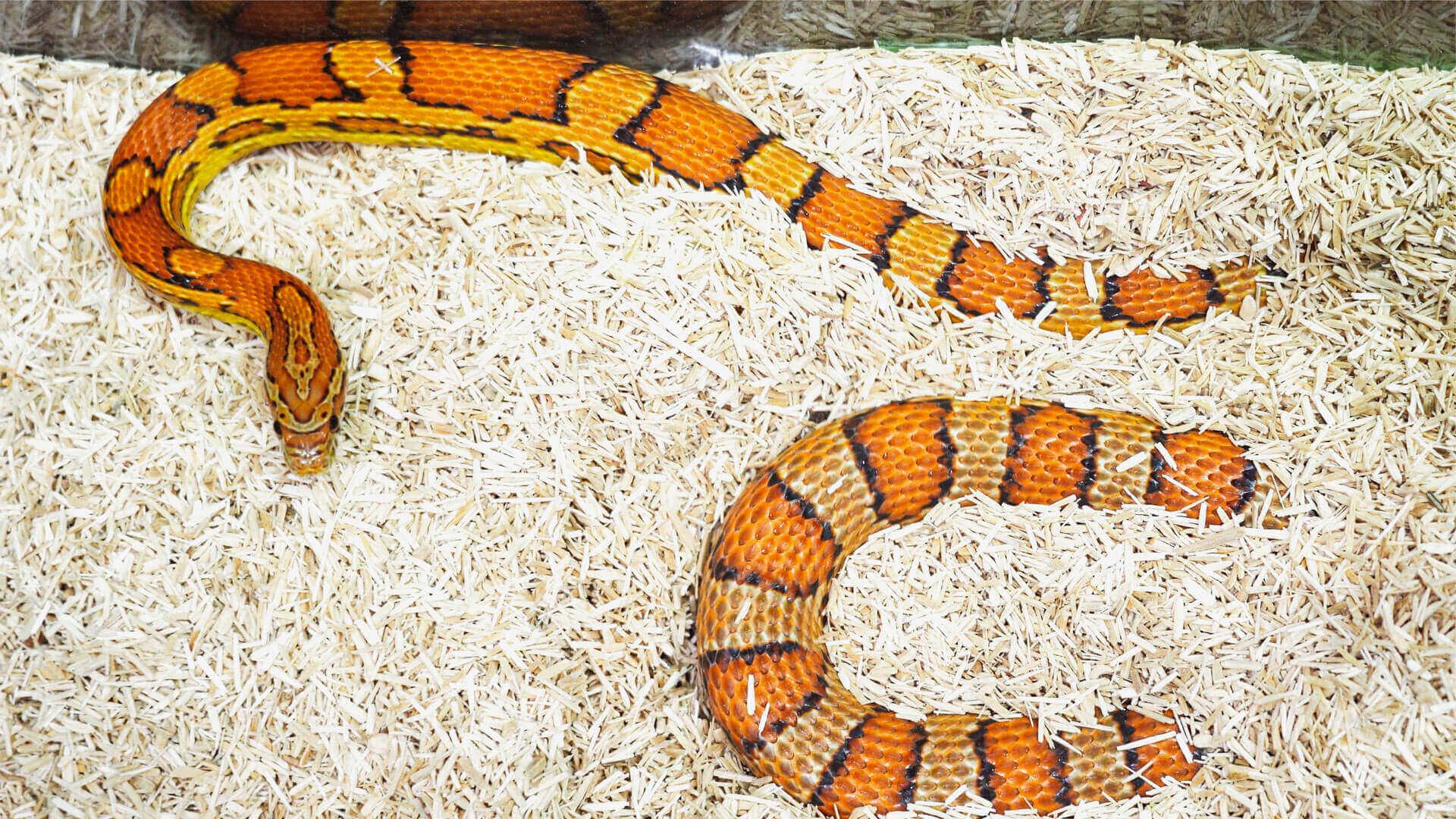 Have a reptiles snake? Here’s how you keep it healthy! - REPTI ZOO