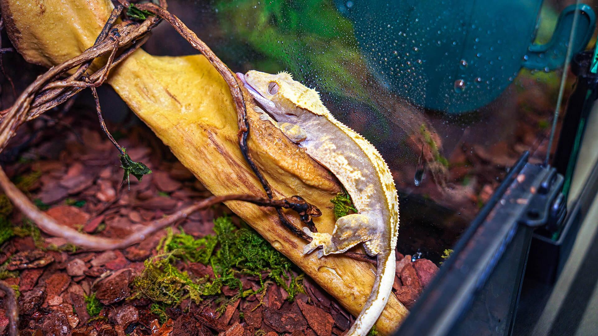 How to take care of a crested gecko? - REPTI ZOO