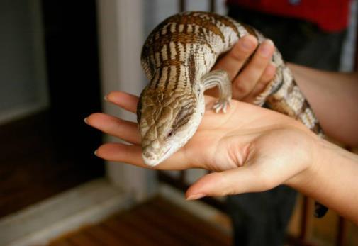 Do you konw why the BlueTongue Skink called the 'Corgi’ of lizards? - REPTI ZOO
