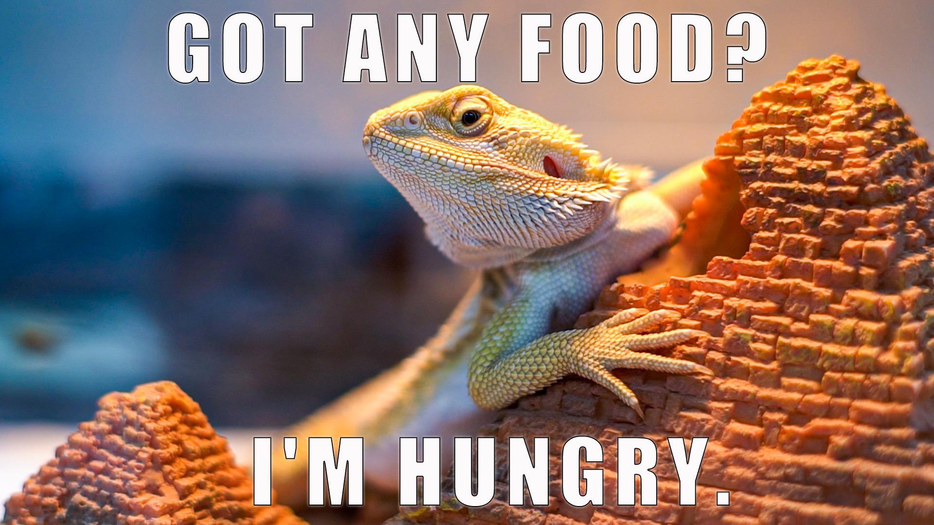 Things you need to know before getting your little bearded dragon - REPTI ZOO