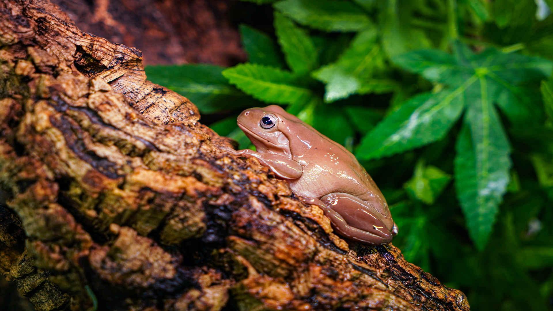 A Set-up Guide for Your Tree Frog - REPTI ZOO