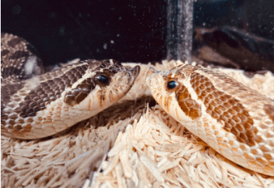 What Do I Need for My snake Tank Setup? - REPTI ZOO