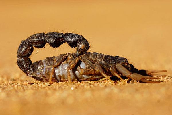 Can You Keep An Emperor Scorpion as a Pet? - REPTI ZOO