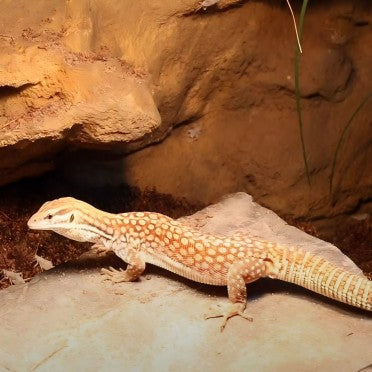 Ackie monitor lizard in a terrarium with sandy substrate and rock background