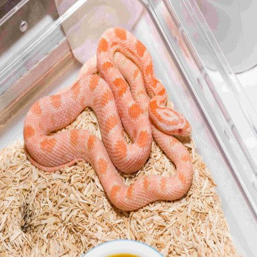 Albino corn snake resting on wood bedding in a clear reptile terrarium enclosure
