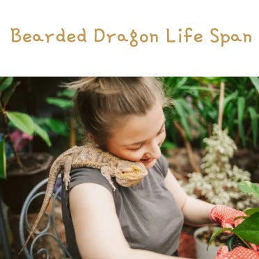 Woman holding bearded dragon in a garden, text 'Bearded Dragon Life Span' above.