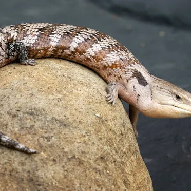 Blue Tongue Skink Enclosure: Size, Setup &amp; Best Tank Options