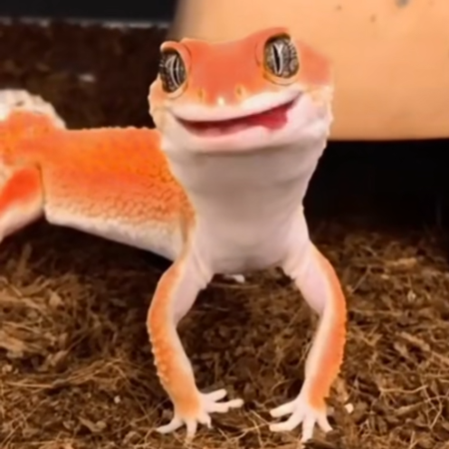 Orange and white gecko standing on brown substrate in a reptile terrarium