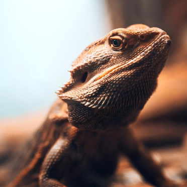 Close-up of a bearded dragon lizard in a terrarium, showing scaly skin and alert eyes.