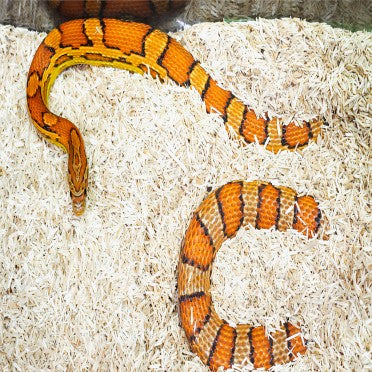 Orange baby corn snake on reptile terrarium bedding, natural habitat setup