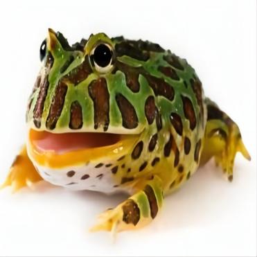 Close-up of a Pacman frog with green and brown markings on a white background