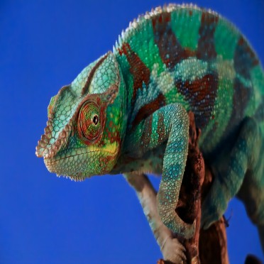 Colorful panther chameleon perched on branch against blue background, reptile terrarium pet
