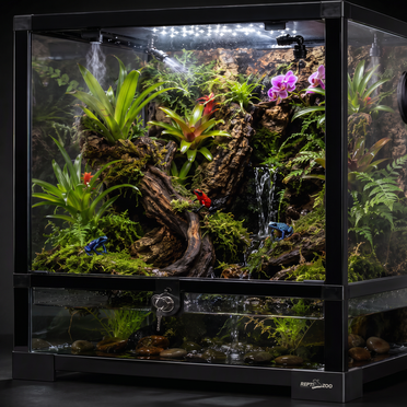 Poison Dart Frog Enclosure: Size, Setup &amp; Bioactive Terrarium Guide