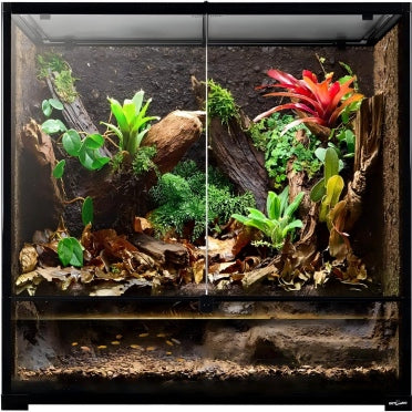 What Is a Paludarium? A Practical Setup &amp; Enclosure Guide