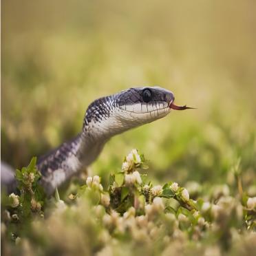 Texas rat snake flicking tongue in grassy, flowering habitat