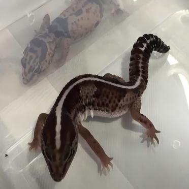 African fat-tailed gecko with brown and white stripes in a clear terrarium