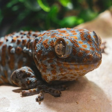 Close-up of a Tokay gecko with blue and orange spots on a rock, terrarium background
