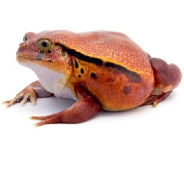 Tomato frog with bright orange-red skin and dark markings on a white background