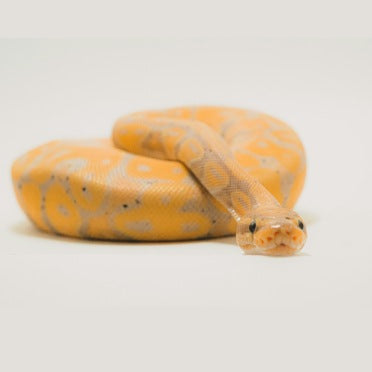 Albino ball python curled on white background, ideal for reptile terrarium care topics