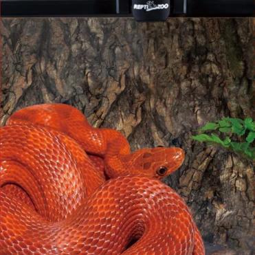 How To Care For a Corn Snake? - REPTI ZOO