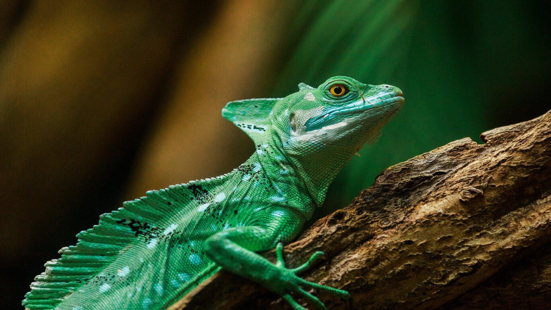 Do you know basilisk is a species of reptiles lizards? - REPTI ZOO