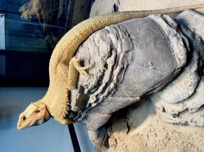 How to Breed Bearded Dragons: An Ultimate Guide in 2022 - REPTI ZOO