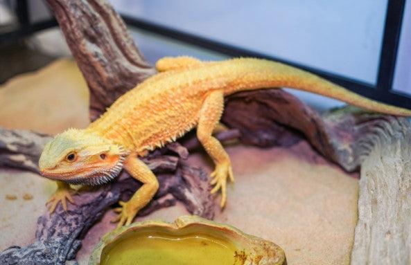 How to Identify Bearded Dragon Male or Female? Here is All You Need to Know! - REPTI ZOO