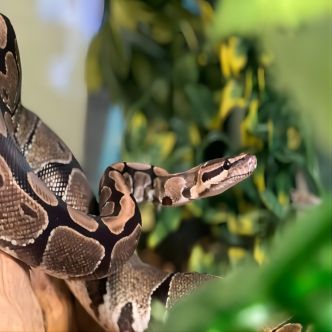 Ball python resting on a branch in a reptile terrarium with lush green foliage