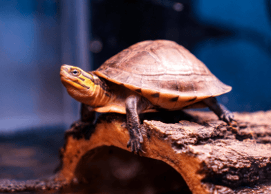 How long do turtles live? - REPTI ZOO