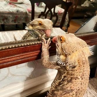 Bearded Dragon Brumation Everything You Should Know - REPTI ZOO